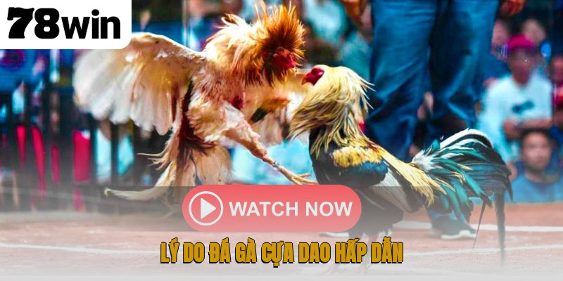 Lý do đá gà cựa dao hấp dẫn